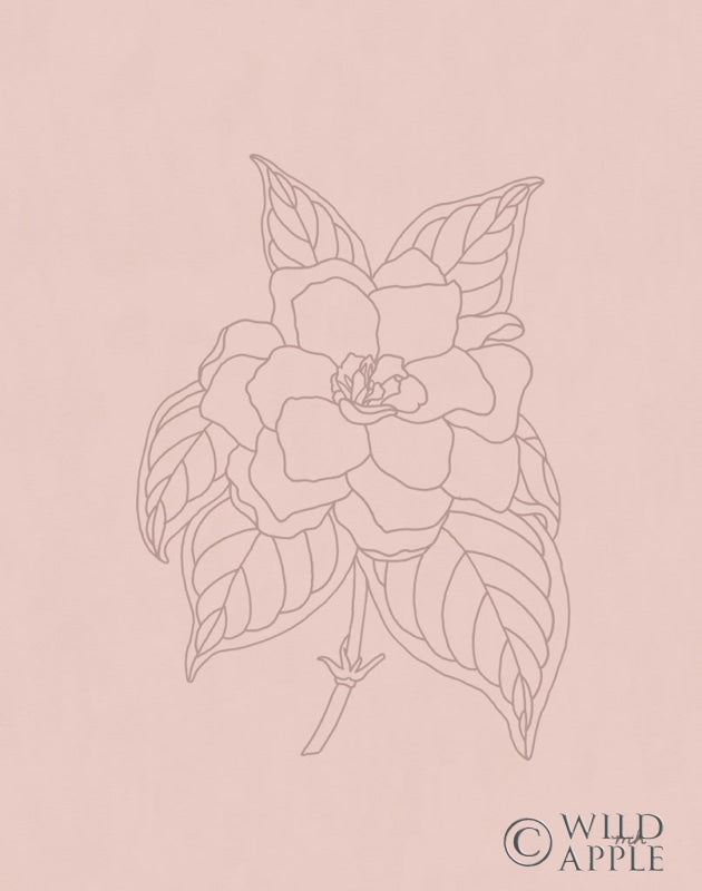 Gardenia Line Drawing Pink