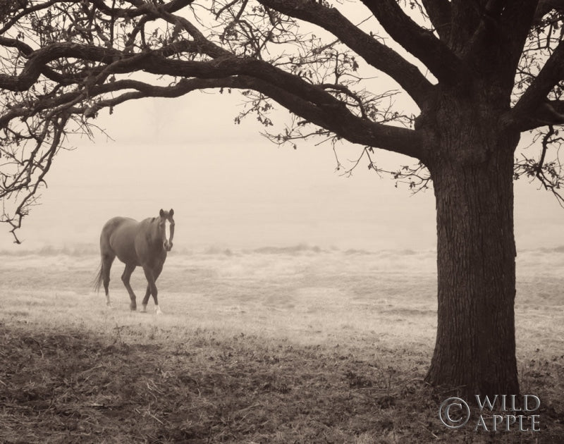 Reproduction of Hazy Horse I by Debra Van Swearingen - Wall Decor Art