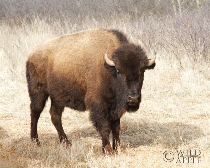 Reproduction of American Bison II by Debra Van Swearingen - Wall Decor Art