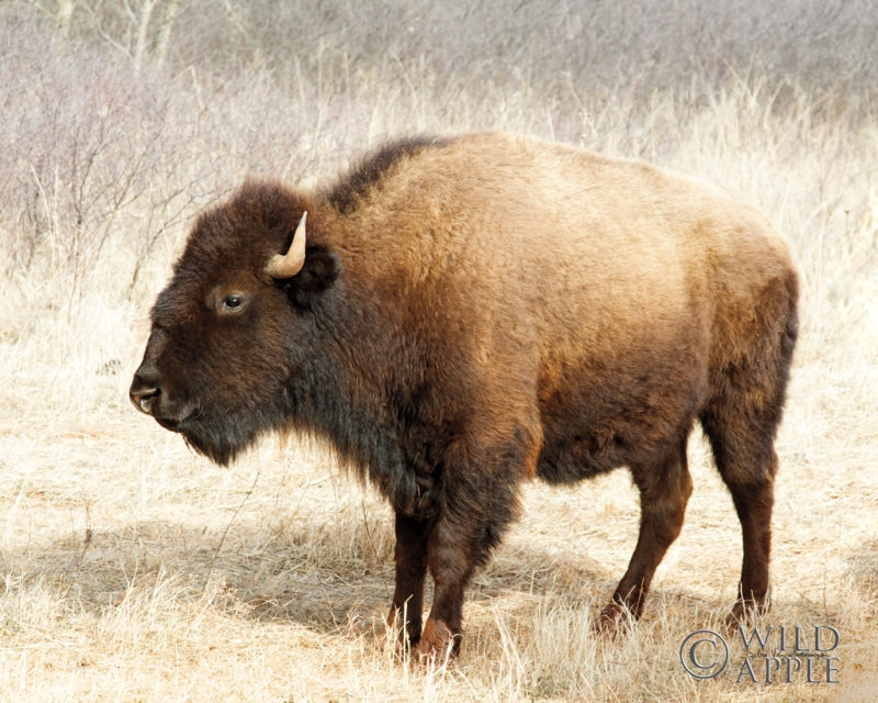 Reproduction of American Bison III by Debra Van Swearingen - Wall Decor Art
