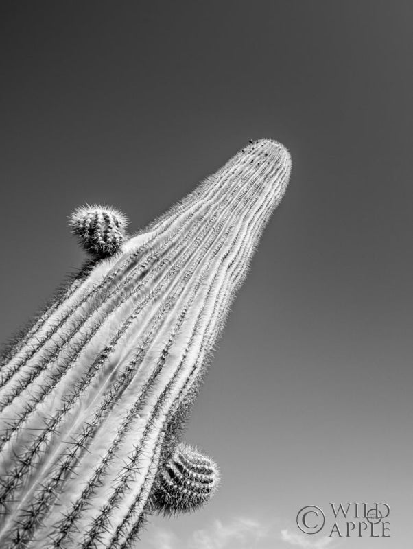 Reproduction of King I by Nathan Larson - Wall Decor Art