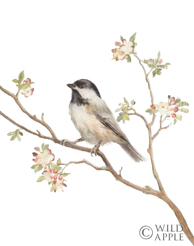 Reproduction of Black Capped Chickadee v2 on White by Danhui Nai - Wall Decor Art