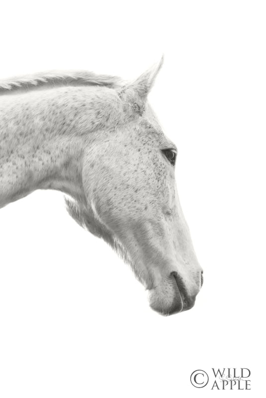 Reproduction of A Horse Named Lady I BW by Sue Schlabach - Wall Decor Art