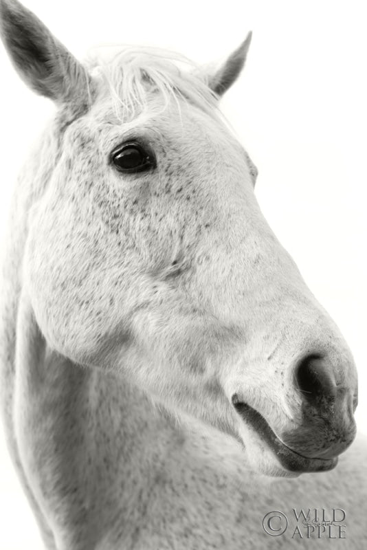 Reproduction of A Horse Named Lady II BW by Sue Schlabach - Wall Decor Art