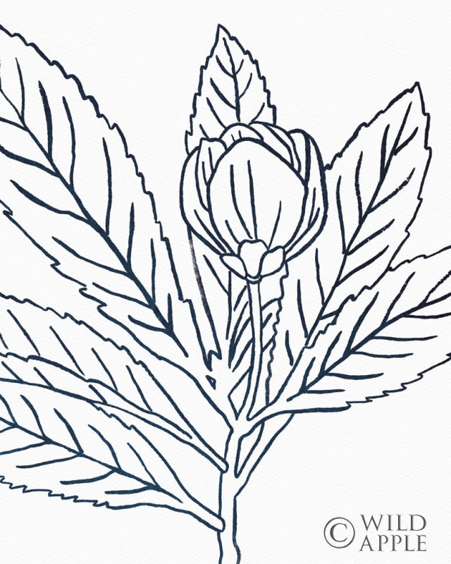 Reproduction of BW Blooms IV by Wild Apple Portfolio - Wall Decor Art