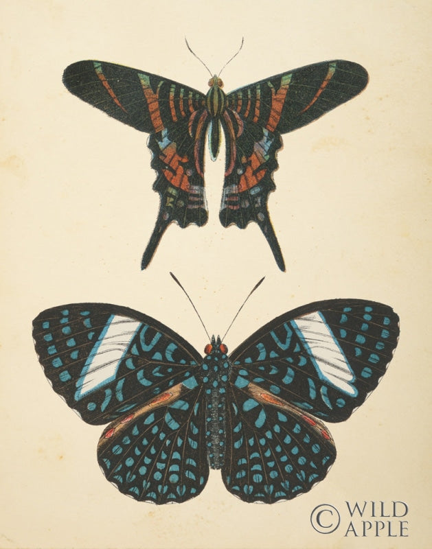 Reproduction of Papillons II by Wild Apple Portfolio - Wall Decor Art