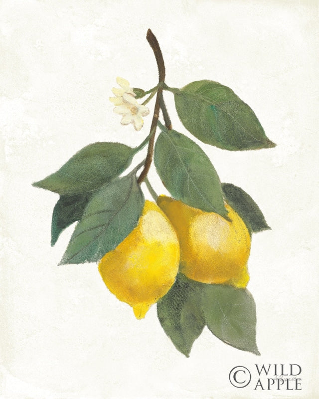 Reproduction of Lemon Branch II by Albena Hristova - Wall Decor Art