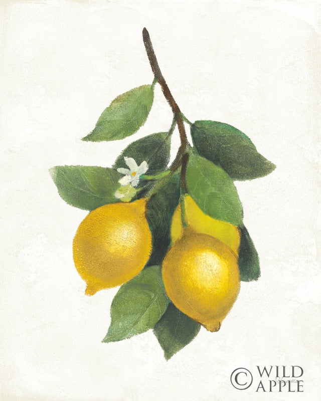 Reproduction of Lemon Branch III by Albena Hristova - Wall Decor Art