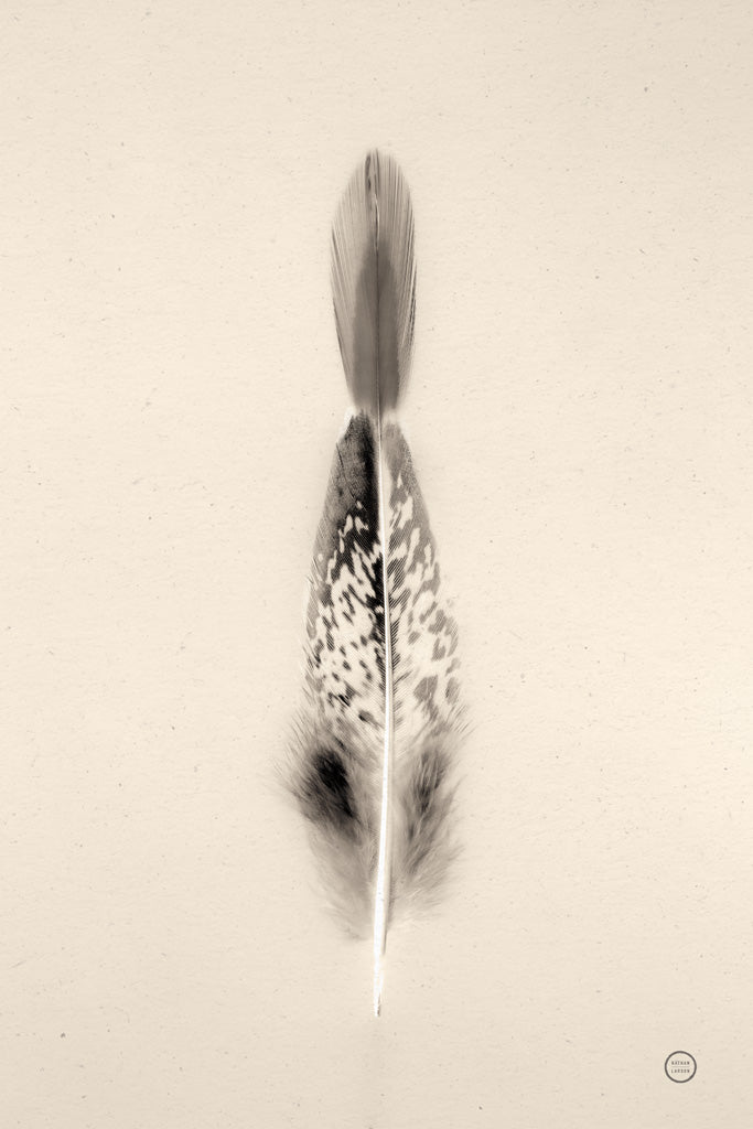 Reproduction of Floating Feathers I Sepia by Nathan Larson - Wall Decor Art