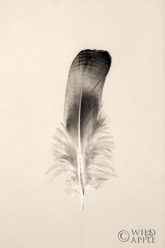 Reproduction of Floating Feathers IV Sepia by Nathan Larson - Wall Decor Art