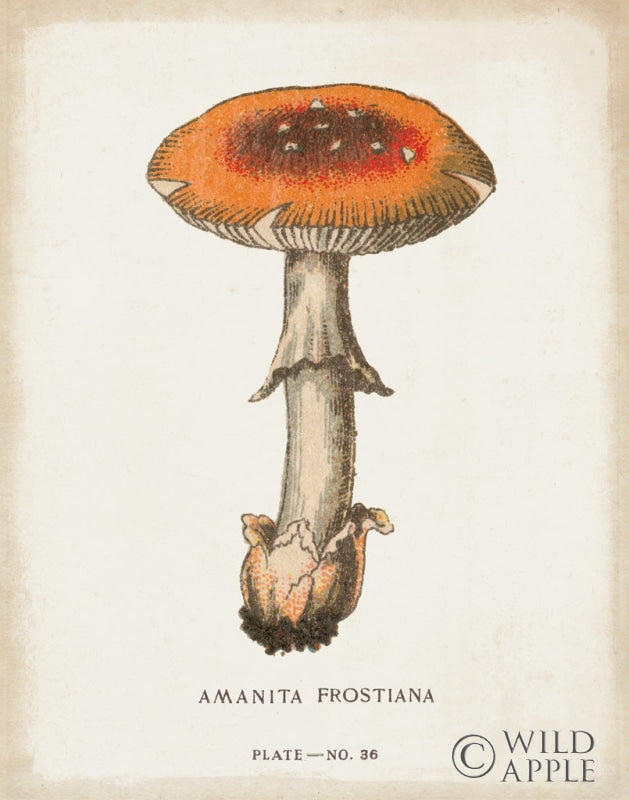 Reproduction of Mushroom Study III by Wild Apple Portfolio - Wall Decor Art
