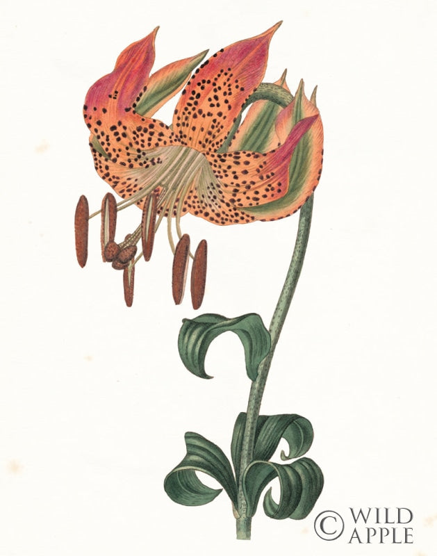 Reproduction of Tiger Lily Botanical by Wild Apple Portfolio - Wall Decor Art