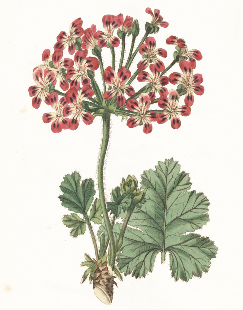 Reproduction of Geranium Botanical by Wild Apple Portfolio - Wall Decor Art