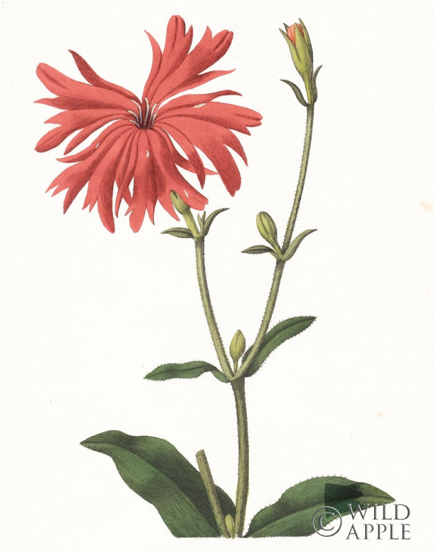 Reproduction of Lychnis Botanical by Wild Apple Portfolio - Wall Decor Art