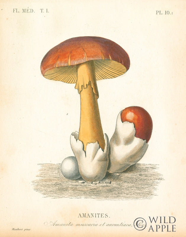 Reproduction of French Mushrooms II by Wild Apple Portfolio - Wall Decor Art