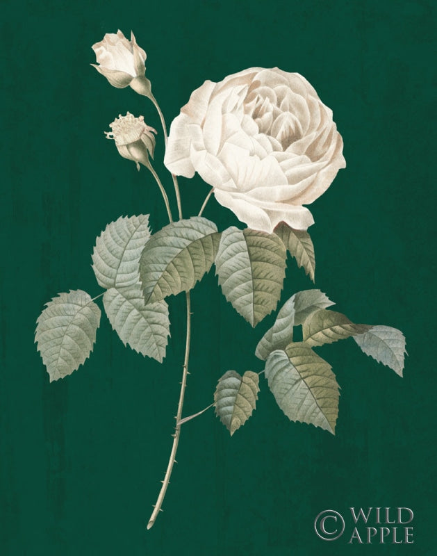 Reproduction of White Roses on Green II by Wild Apple Portfolio - Wall Decor Art