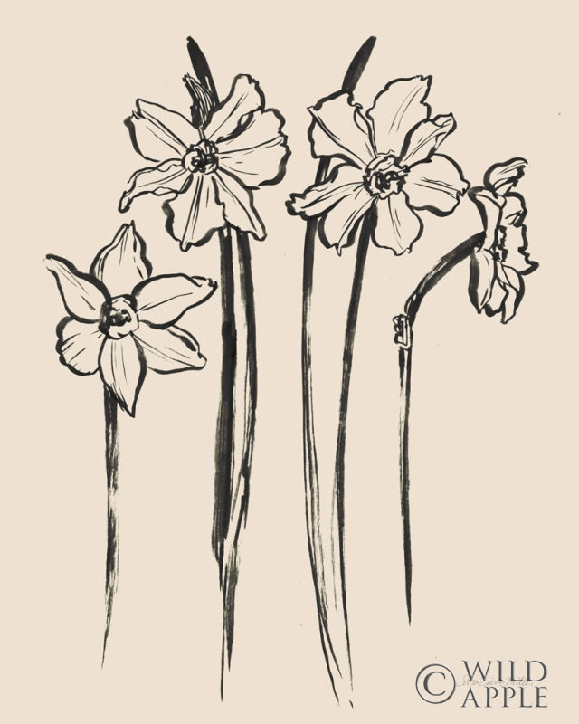 Reproduction of Ink Sketch Daffodils by Sara Zieve Miller - Wall Decor Art