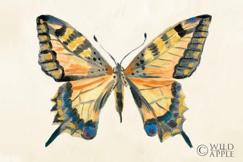 Reproduction of Butterfly Study II by Farida Zaman - Wall Decor Art