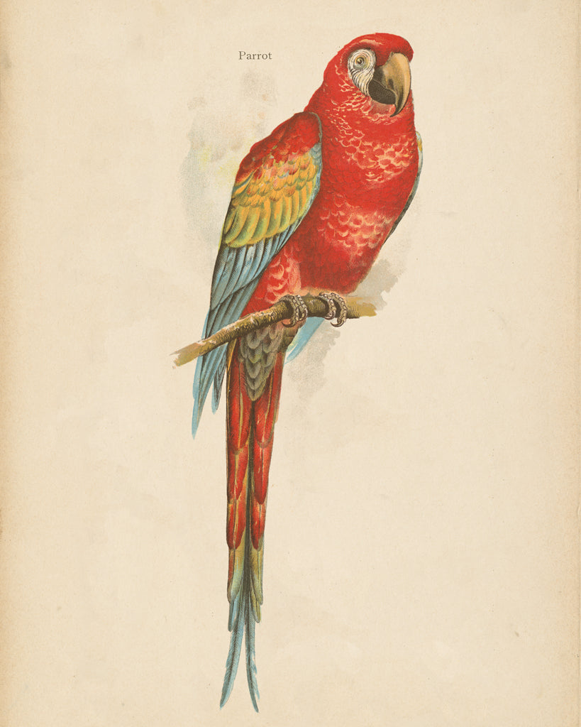 Reproduction of Parrot Study by Wild Apple Portfolio - Wall Decor Art