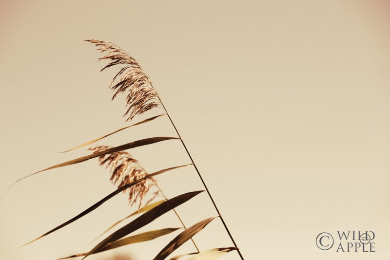 Reproduction of Windswept Grasses by Nathan Larson - Wall Decor Art