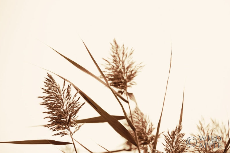 Reproduction of Country Grasses I by Nathan Larson - Wall Decor Art