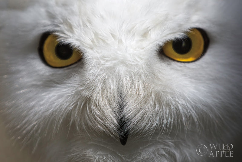 Reproduction of Snowy Owl Stare by Nathan Larson - Wall Decor Art