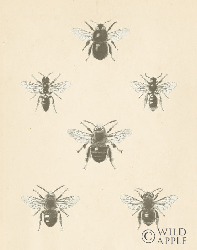 Reproduction of Bee Chart I by Wild Apple Portfolio - Wall Decor Art