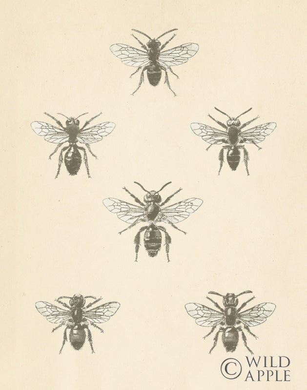 Reproduction of Bee Chart II by Wild Apple Portfolio - Wall Decor Art