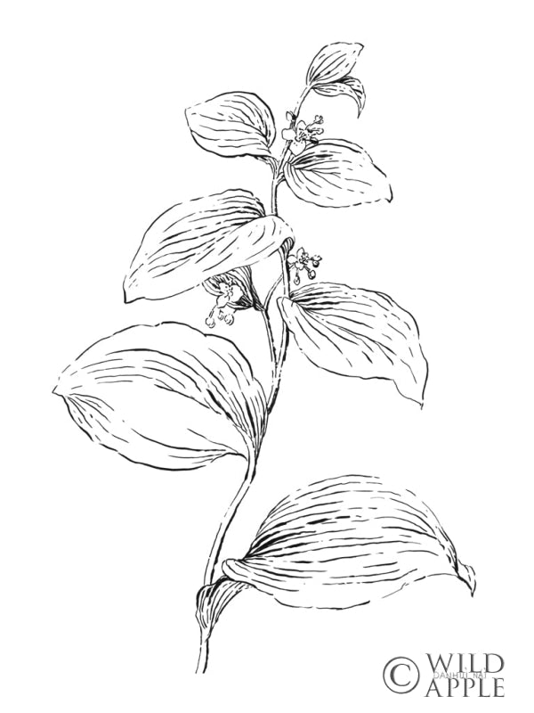 Reproduction of Plant Lines I by Danhui Nai - Wall Decor Art