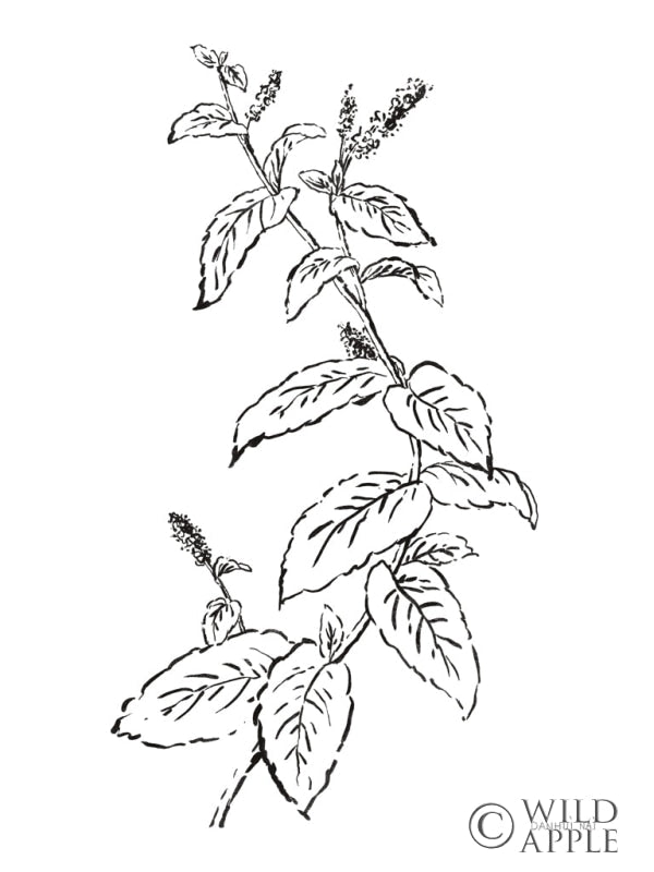 Reproduction of Plant Lines II by Danhui Nai - Wall Decor Art