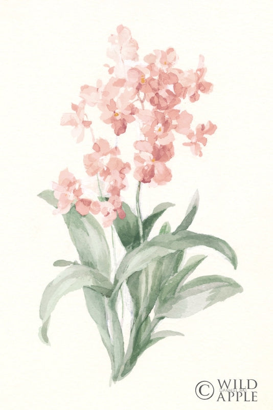 Reproduction of Spring Orchid I by Danhui Nai - Wall Decor Art