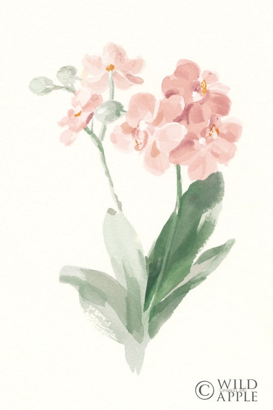 Reproduction of Spring Orchid II by Danhui Nai - Wall Decor Art