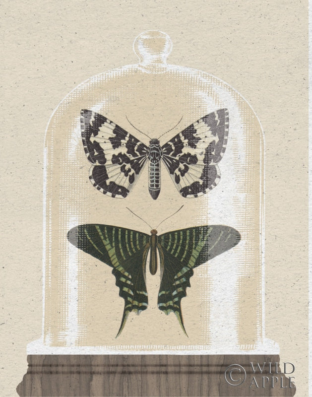 Reproduction of Cottage Butterflies II by Wild Apple Portfolio - Wall Decor Art