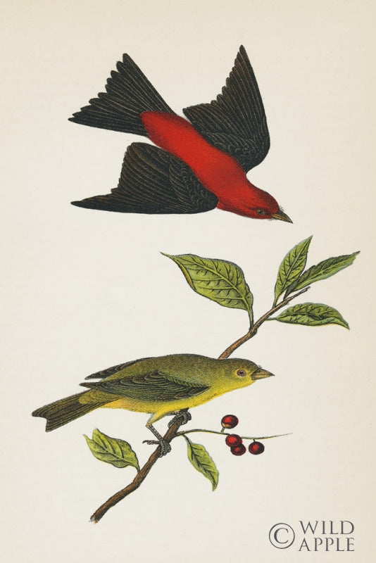 Reproduction of Scarlet Tanager Bright by Wild Apple Portfolio - Wall Decor Art