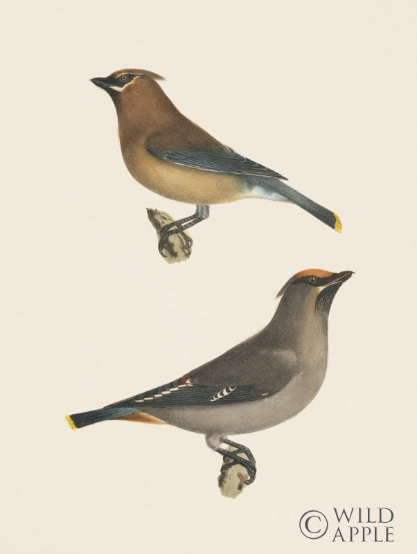 Reproduction of Cedar Waxwings Bright by Wild Apple Portfolio - Wall Decor Art