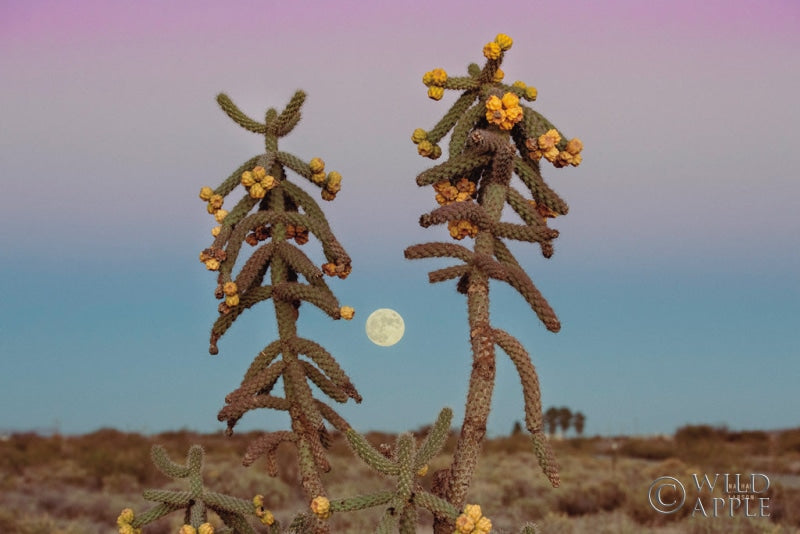 Reproduction of Desert Moonrise by Nathan Larson - Wall Decor Art