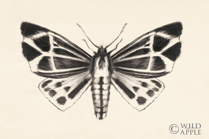 Moth III