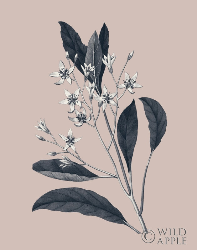 Reproduction of Botanical V on Pink by Wild Apple Portfolio - Wall Decor Art