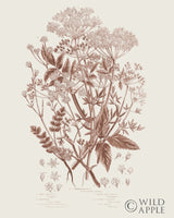 Reproduction of Flowering Plants I Brown by Wild Apple Portfolio - Wall Decor Art