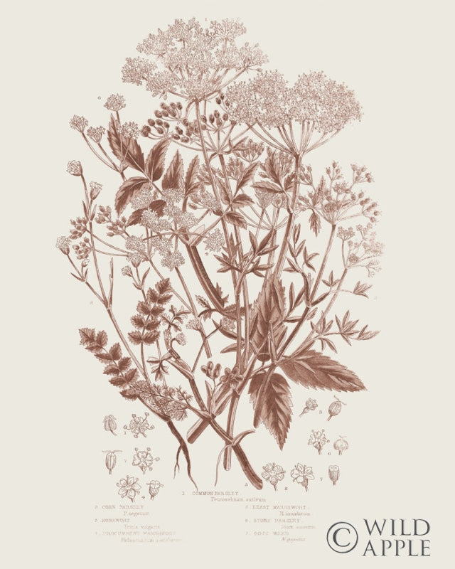Reproduction of Flowering Plants I Brown by Wild Apple Portfolio - Wall Decor Art