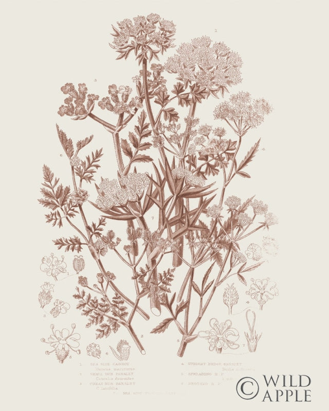 Reproduction of Flowering Plants IV Brown by Wild Apple Portfolio - Wall Decor Art