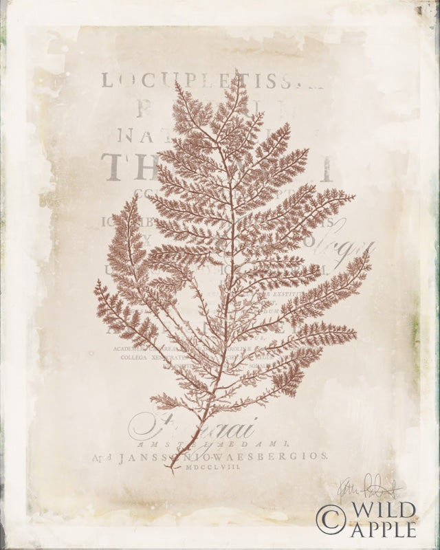 Reproduction of Sea Garden III Brown by Katie Pertiet - Wall Decor Art