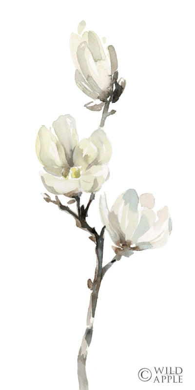 Reproduction of White Magnolia I by Katrina Pete - Wall Decor Art