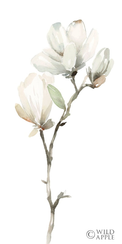 Reproduction of White Magnolia II by Katrina Pete - Wall Decor Art