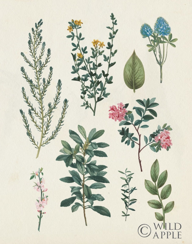 Reproduction of Victorian Garden VI Light by Wild Apple Portfolio - Wall Decor Art