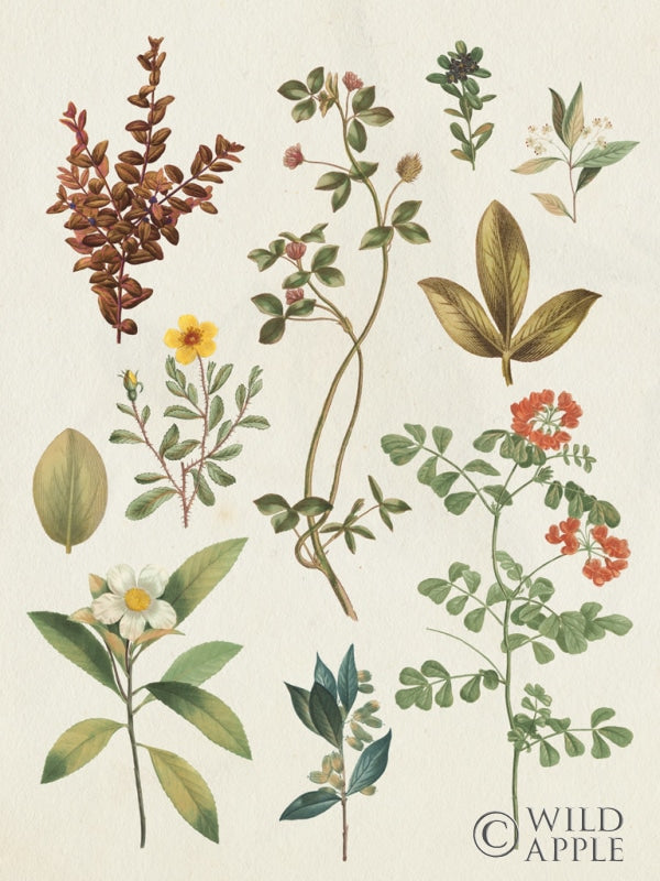 Reproduction of Victorian Garden III Autumn Crop I by Wild Apple Portfolio - Wall Decor Art