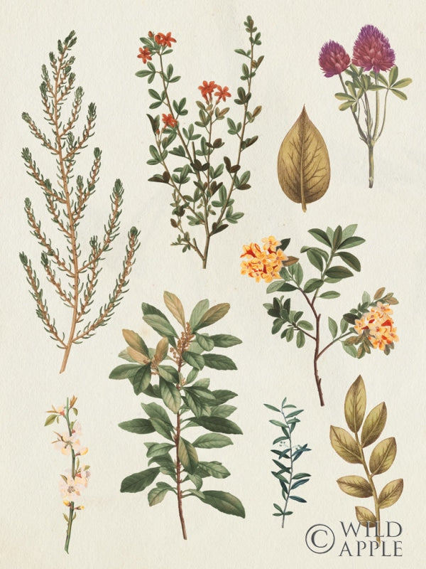 Reproduction of Victorian Garden III Autumn Crop II by Wild Apple Portfolio - Wall Decor Art