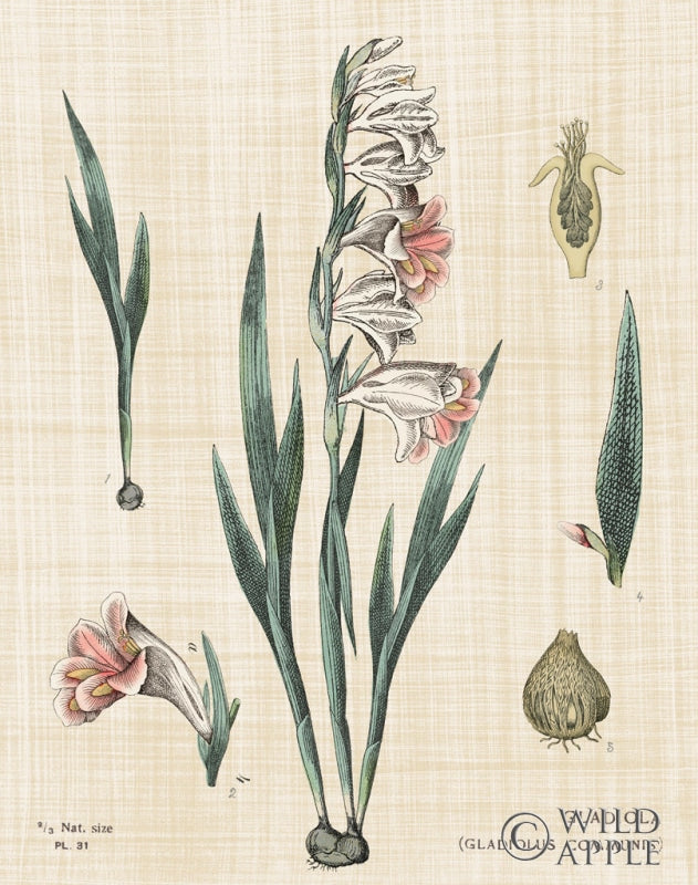Reproduction of Gladiola Chart Linen by Sue Schlabach - Wall Decor Art