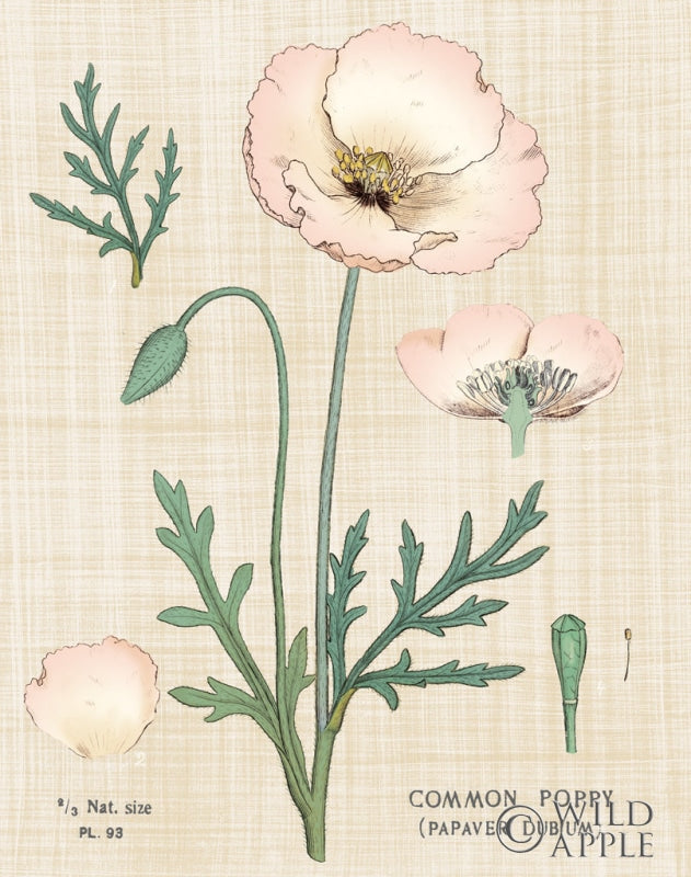 Reproduction of Poppy Chart Linen by Sue Schlabach - Wall Decor Art