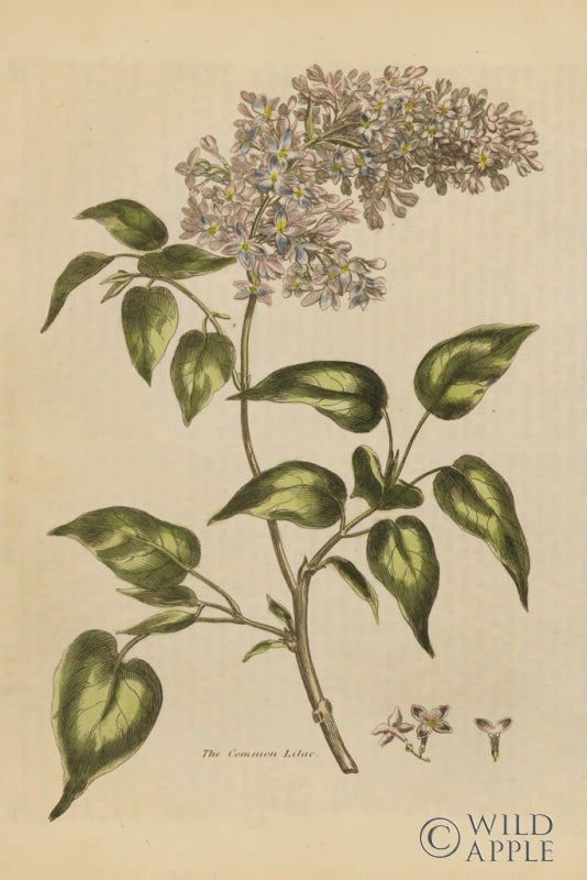 Reproduction of Herbal Botanical I Crop II by Wild Apple Portfolio - Wall Decor Art